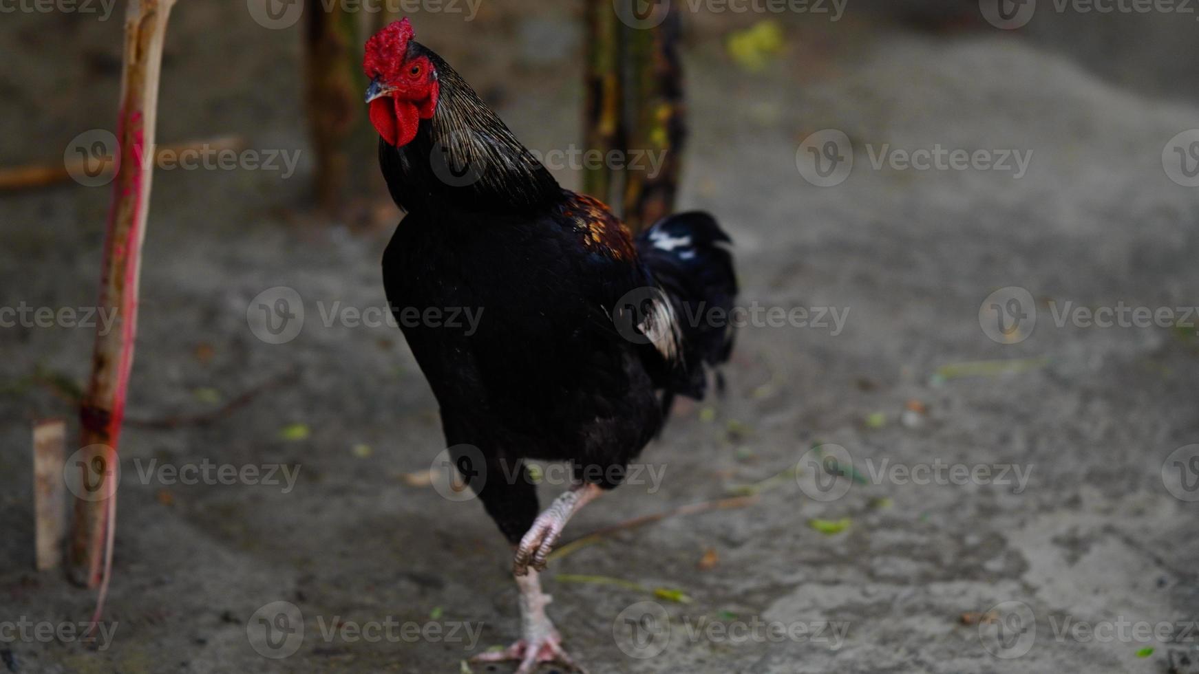 gallinas de corral. foto