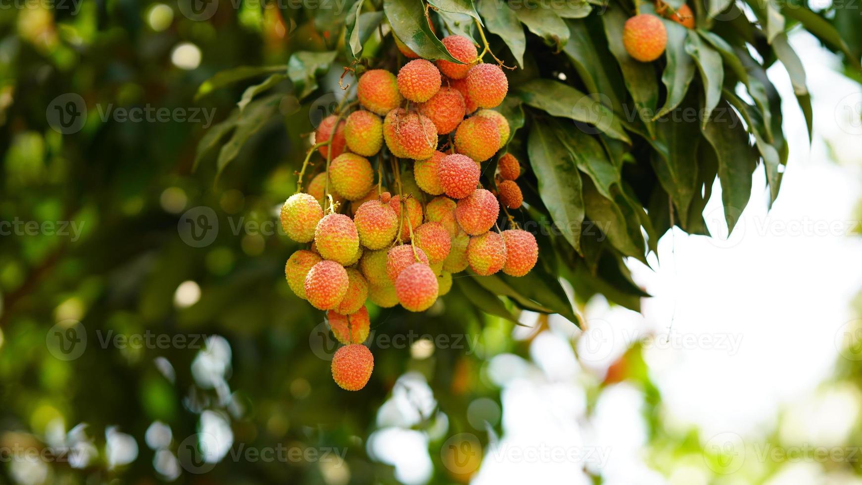 red and sweet lychee image photo