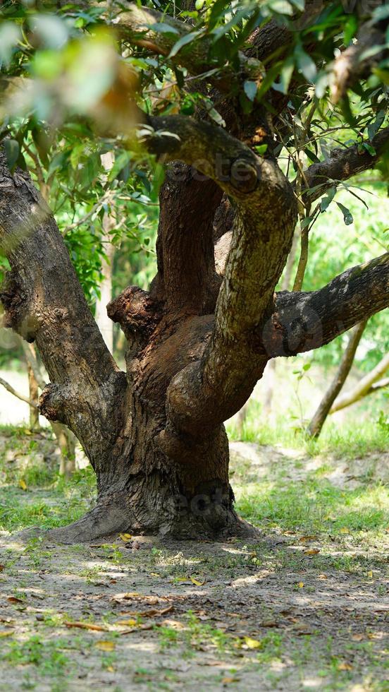 indian mango tree in the farm photo