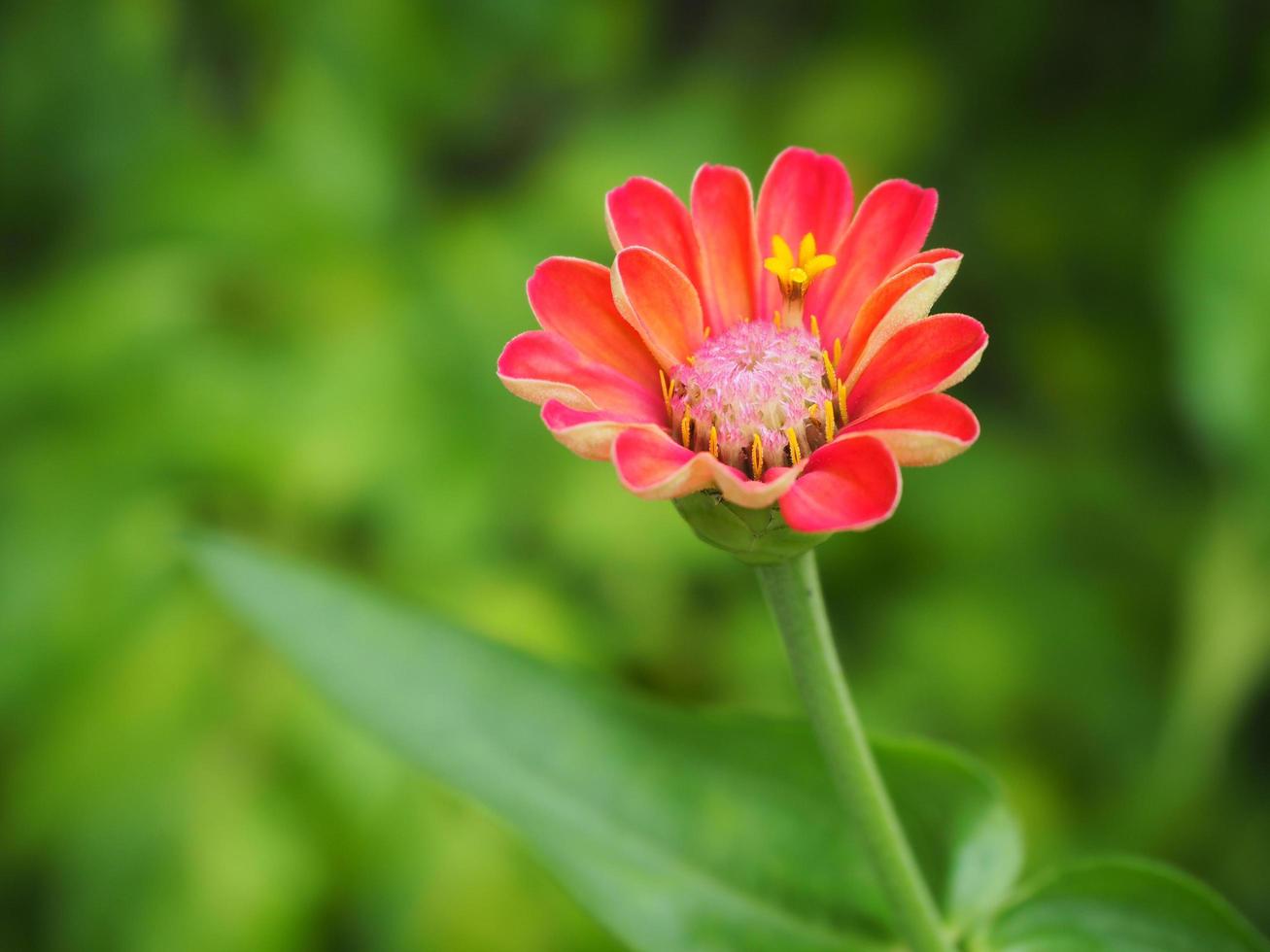 flor roja anaranjada, flor roja, flor de zinnia, zinnia, zinnia violacea florece para una nueva mañana. fondo borroso natural. foto