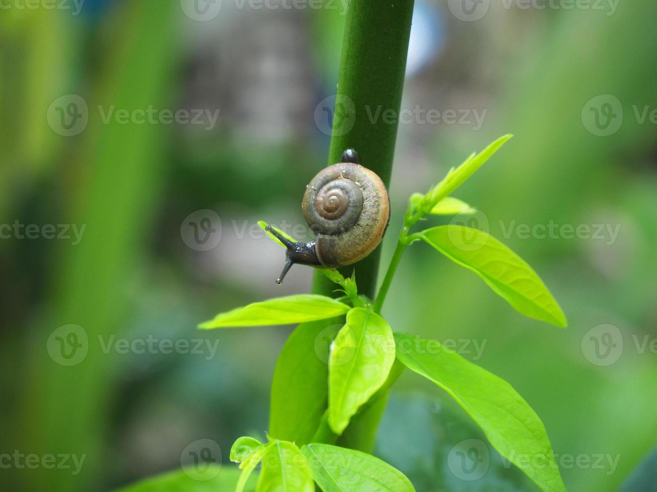 Little snail crawling on the green tree,Natural blurred background. photo