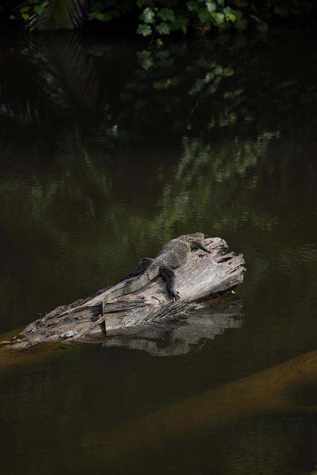 anfibios posados en un tronco foto