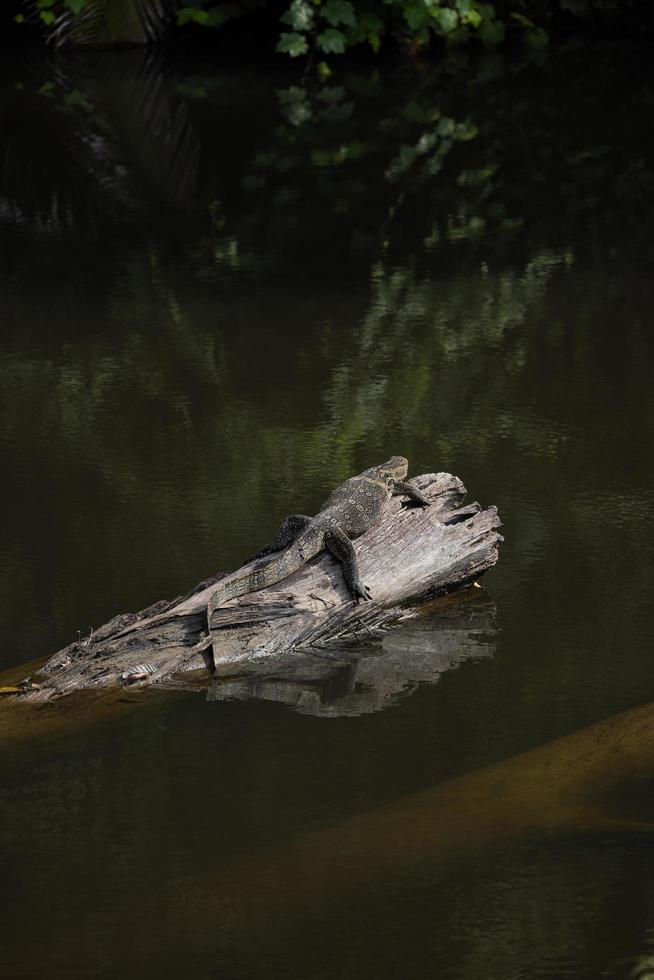 amphibians perched on a log photo