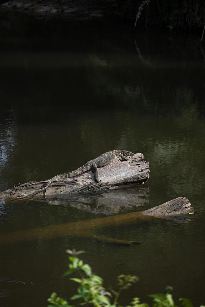 amphibians perched on a log photo