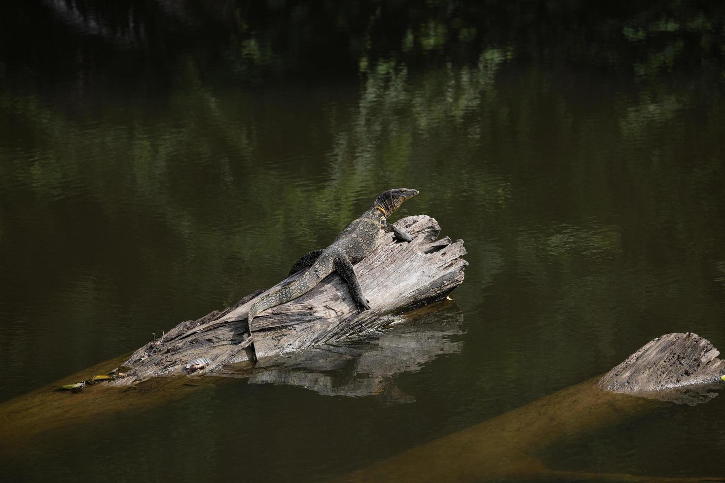 amphibians perched on a log photo