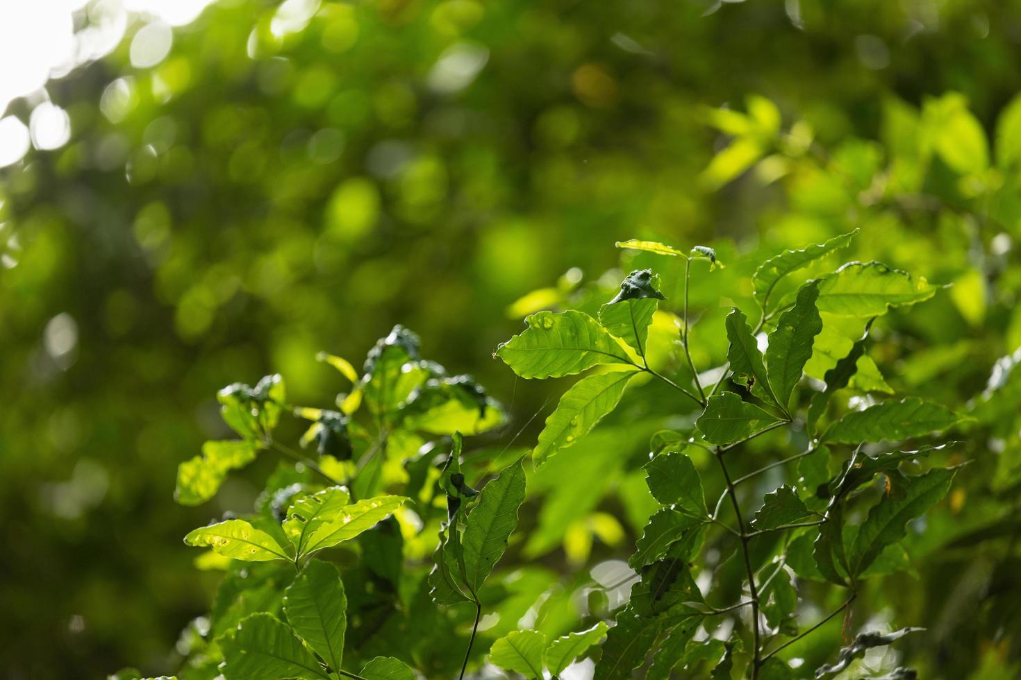 beautiful nature green leaves photo
