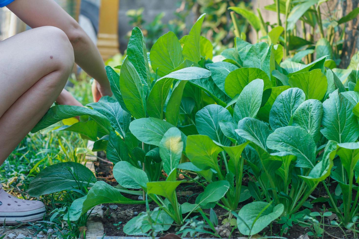 Gardeners are harvesting and inspecting kale produce for sale from organic, well-cultivated orchards to provide quality, green leafy kale that is safe for consumers. small market ideas for farmers photo