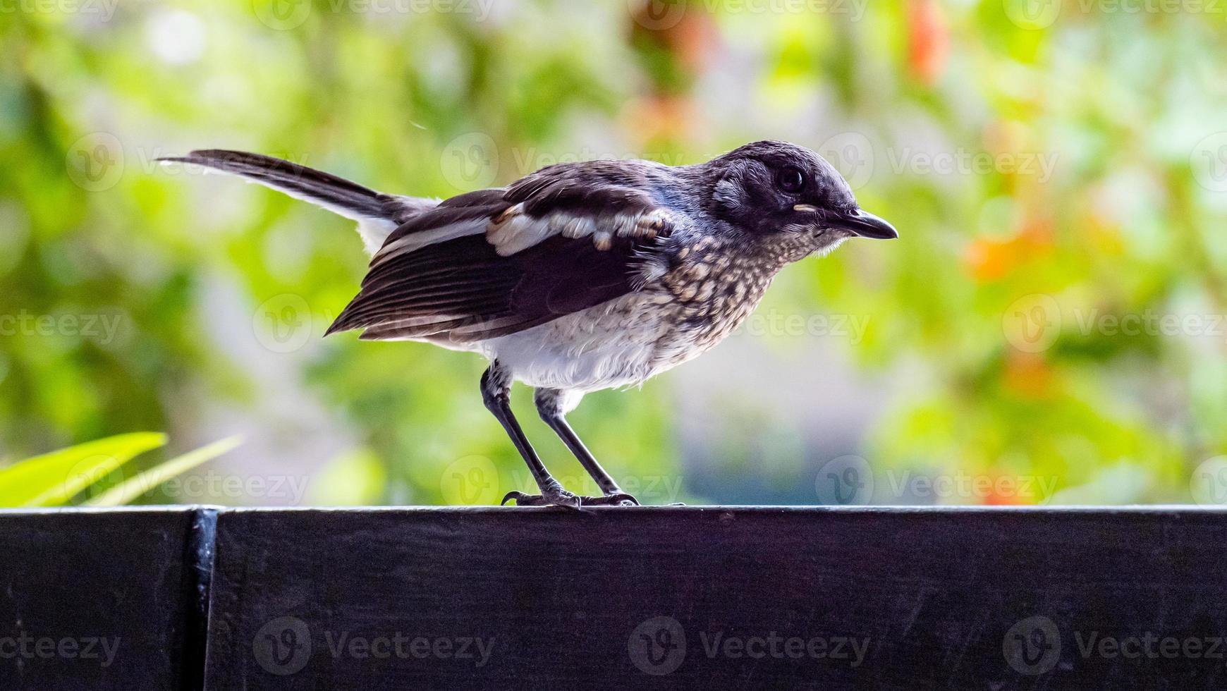 Oriental Magpie Robin standing on the fence photo