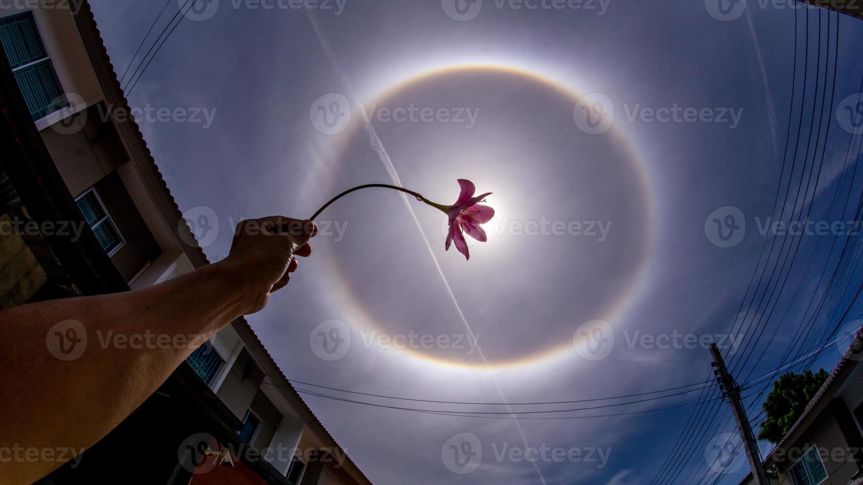 nature sun halo in the garden photo