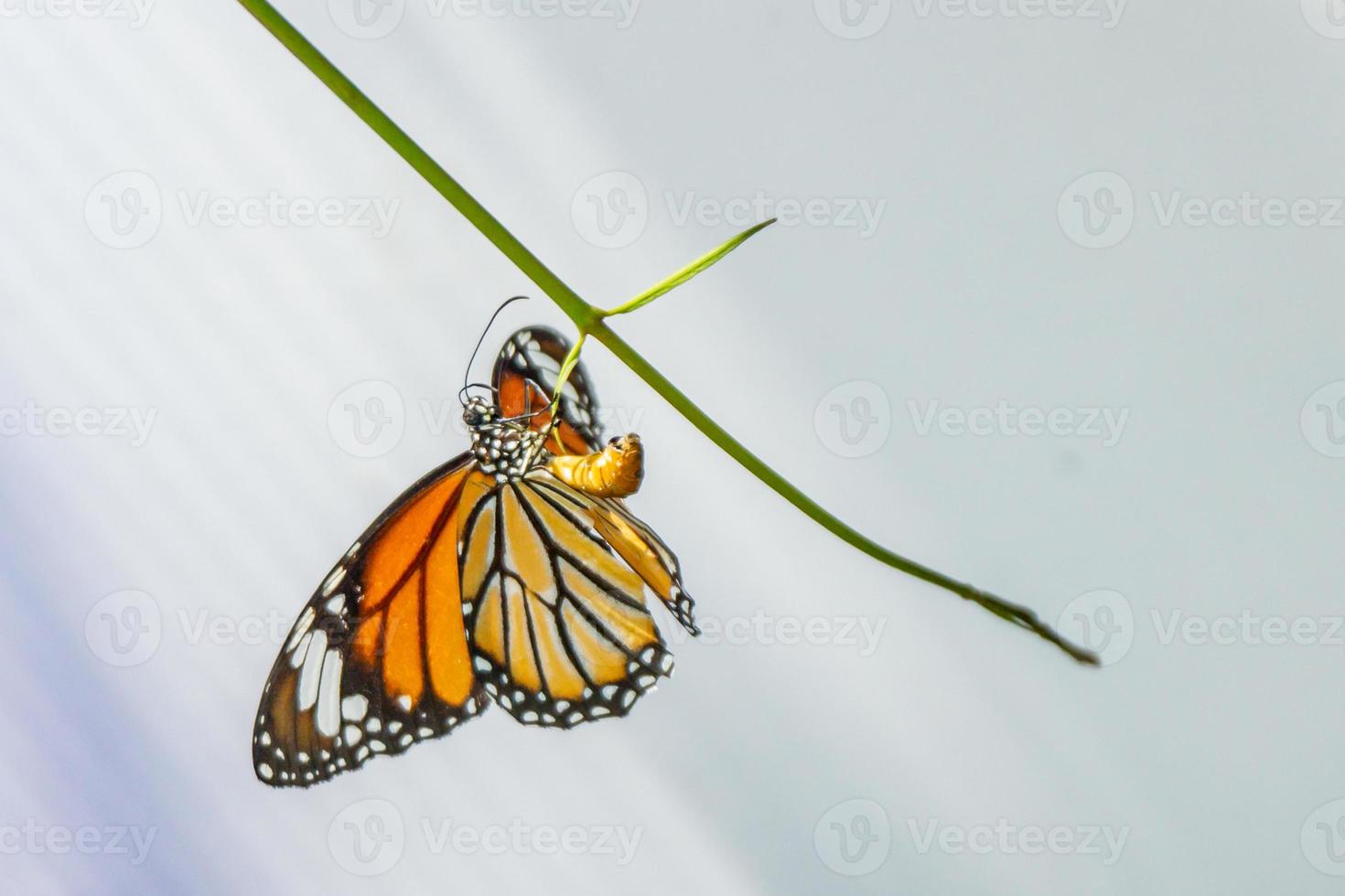 Monarch butterfly on tree white background photo
