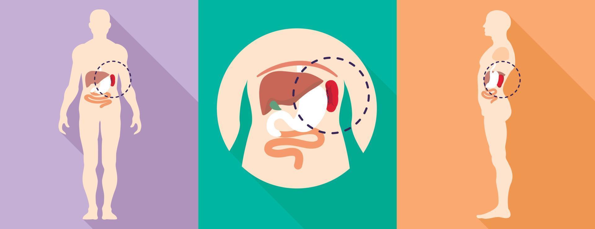 Human spleen icons set, flat style vector
