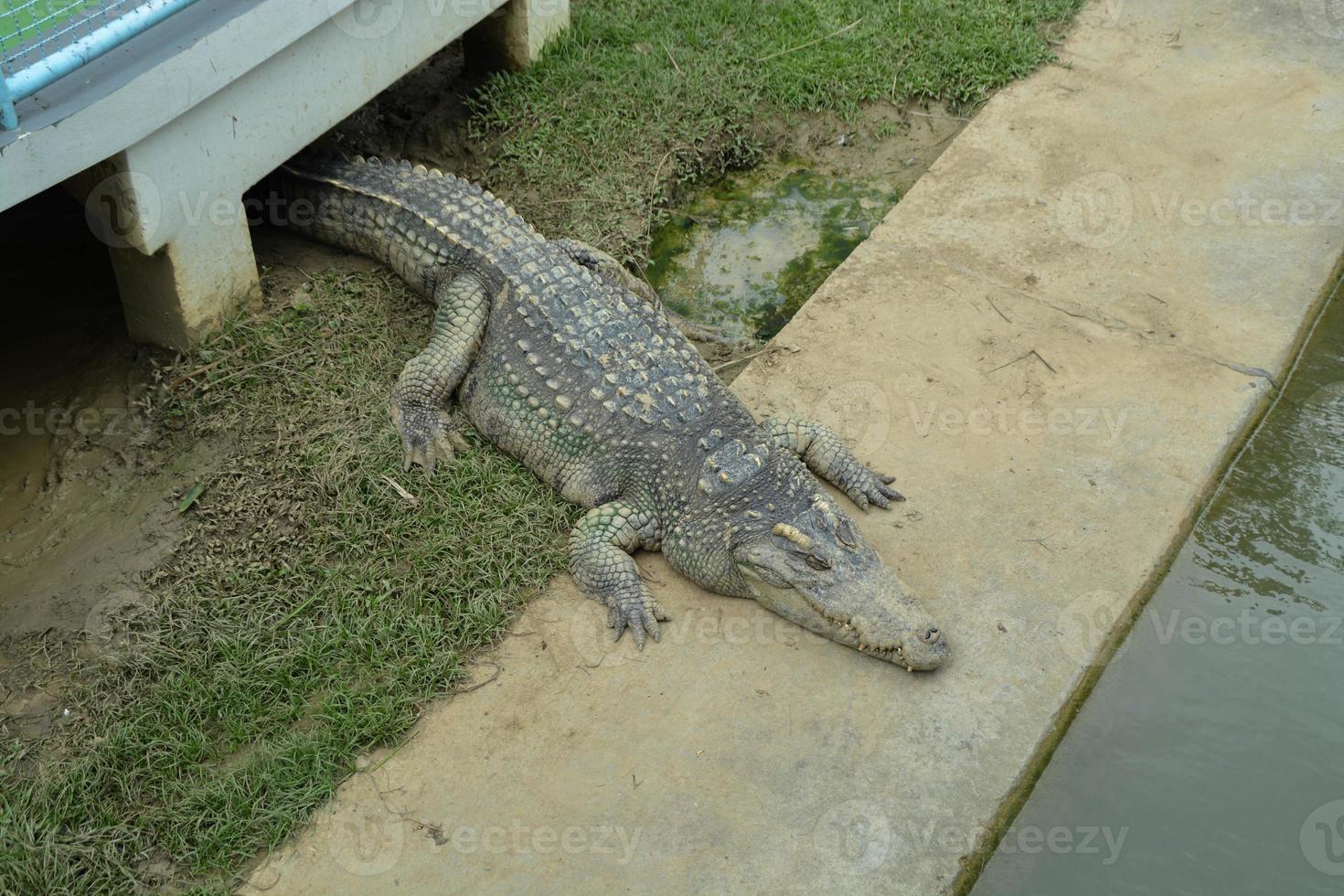 Crocodile at the Thailand farm. photo