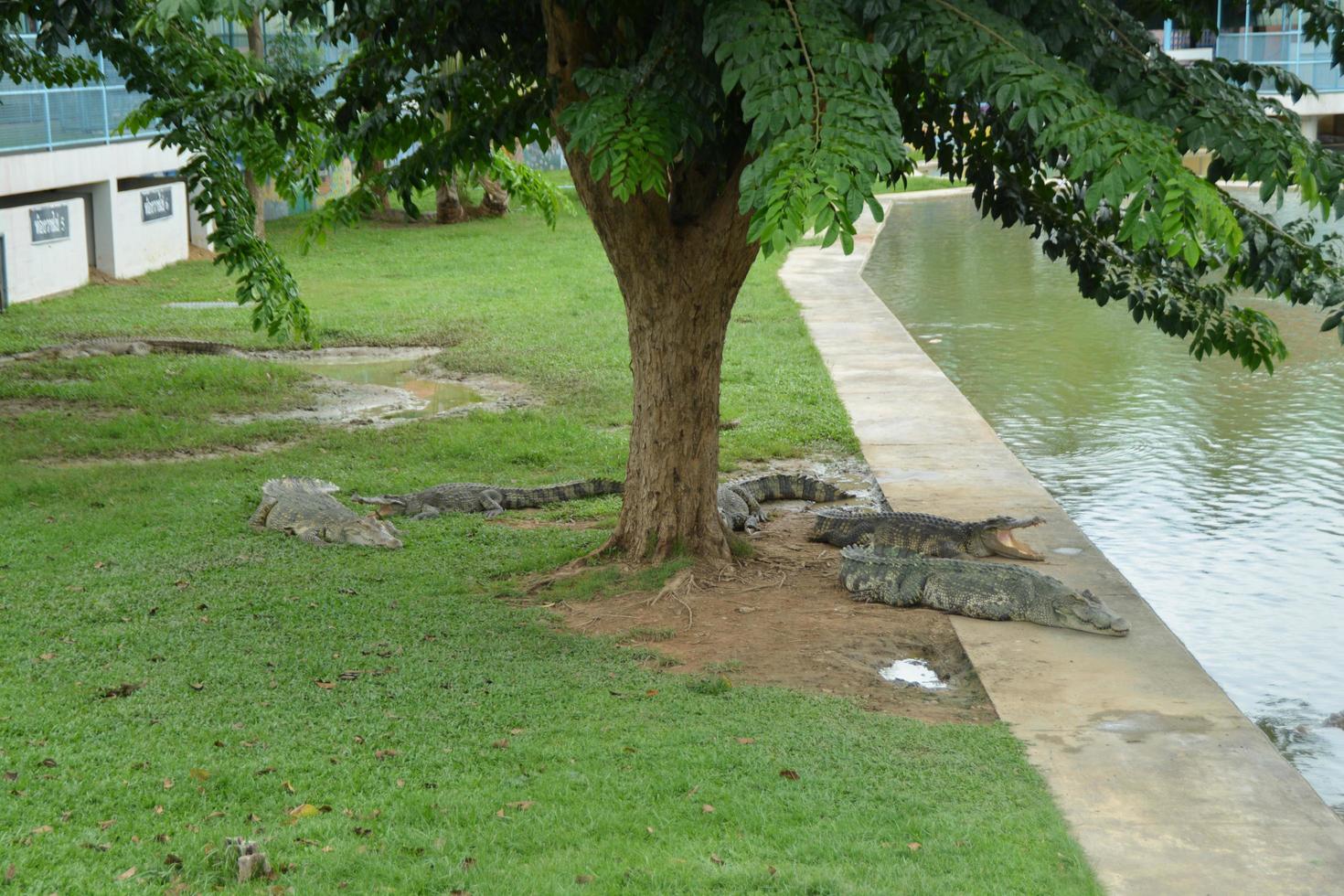 The relax of crocodile at the Thailand farm. photo