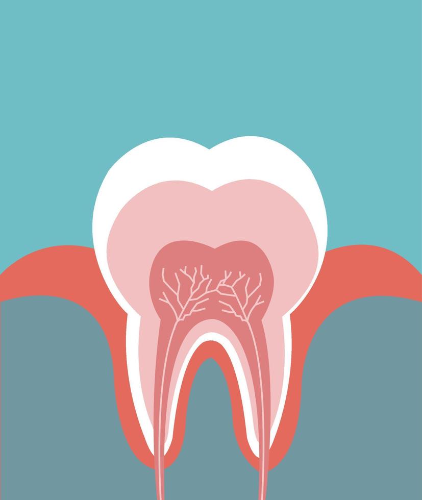 Illustration of tooth detailed anatomy vector
