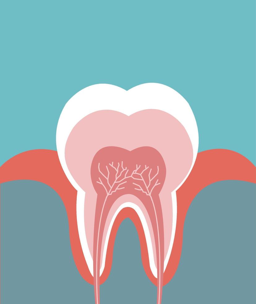 ilustración de la anatomía detallada del diente vector