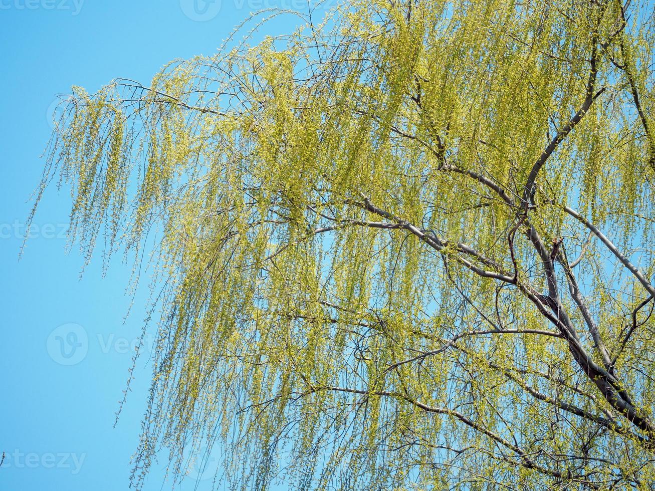 Willow Tree Foliage photo