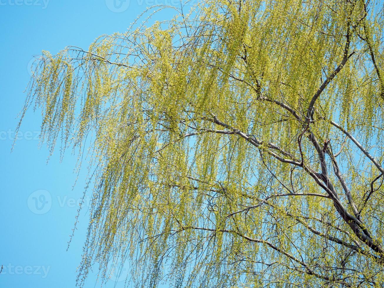 Willow Tree Foliage photo