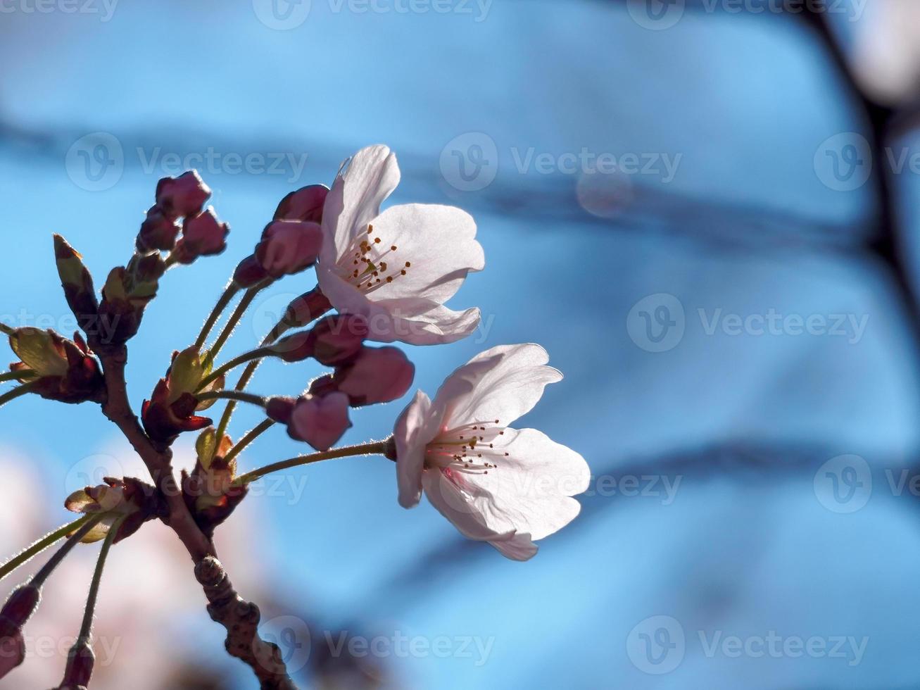 Cherry Blossom Foliage closeup photo