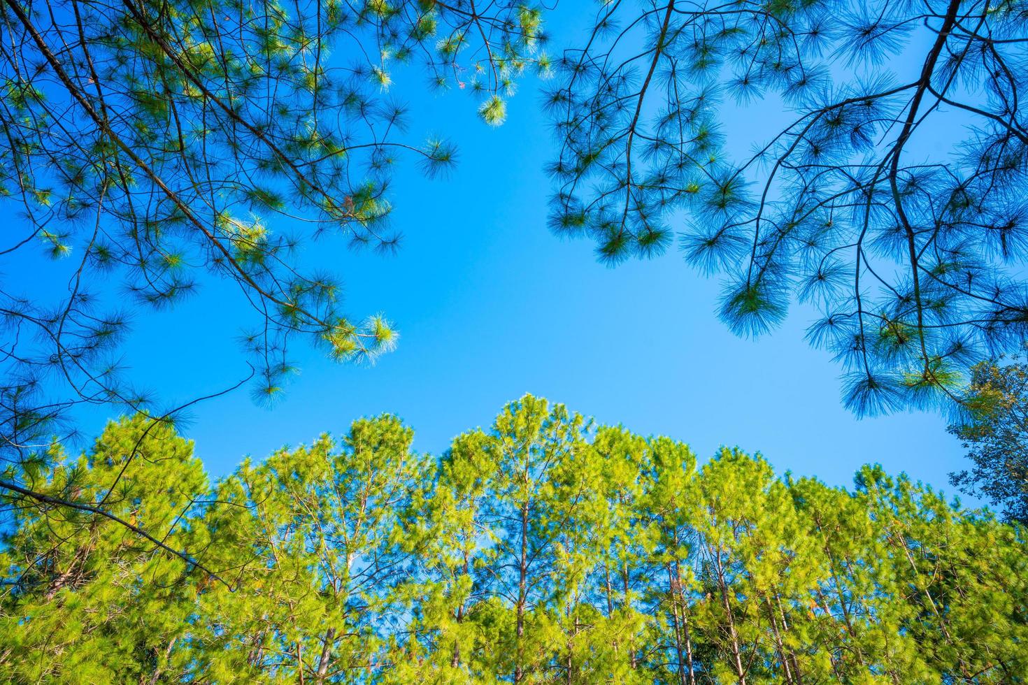 sunlight in the pine forest in autumn photo