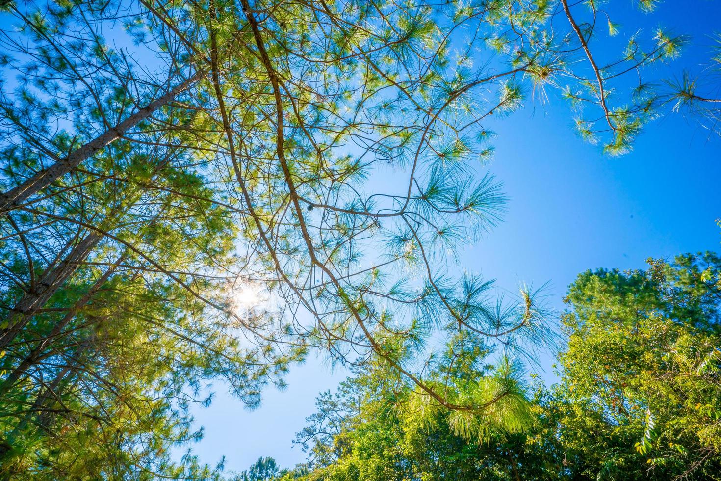 sunlight in the pine forest in autumn photo