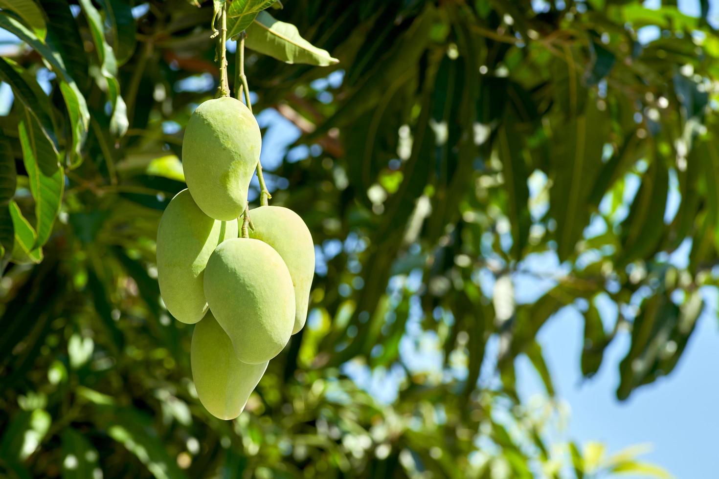 bunch of raw mangos on the tree photo