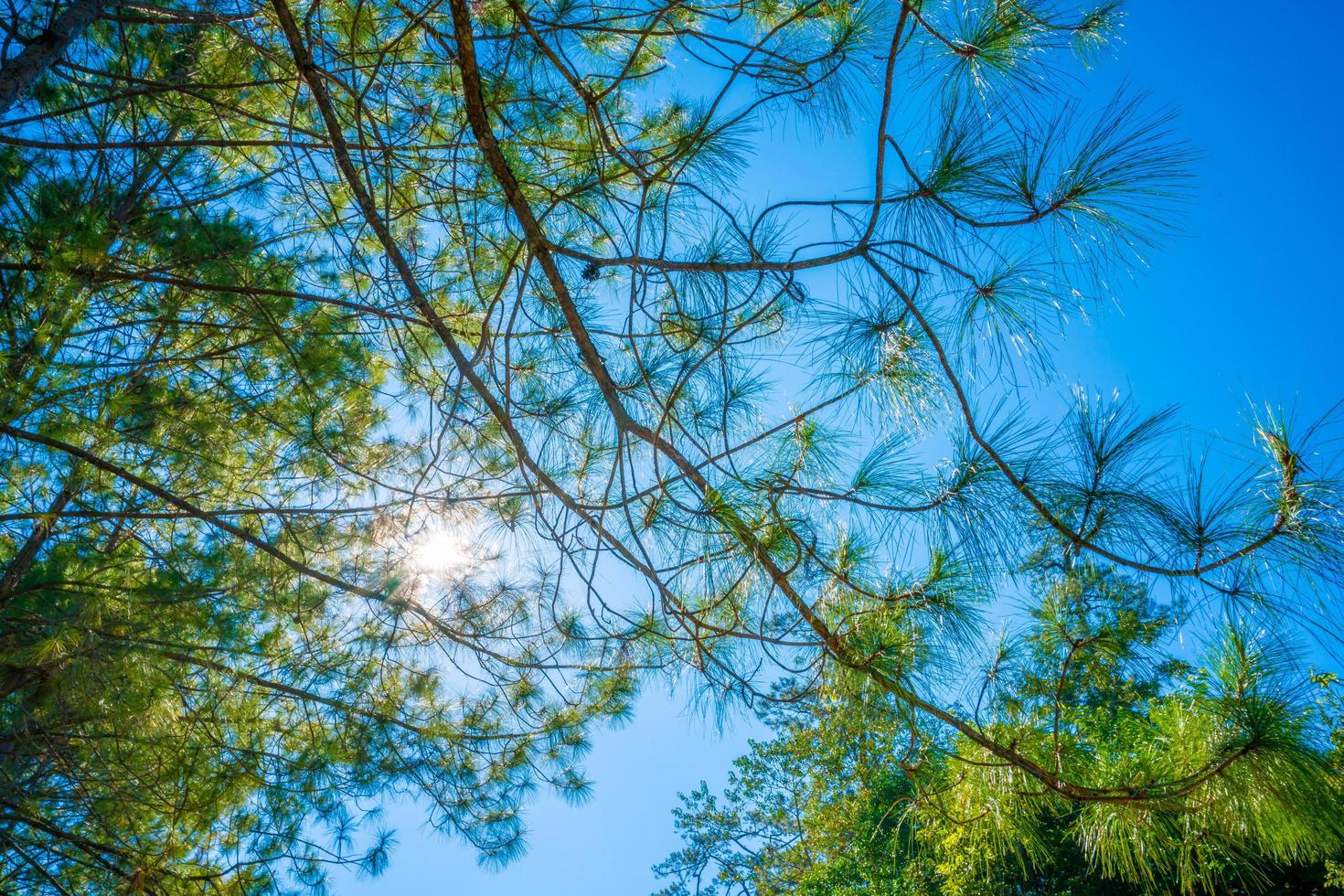 sunlight in the pine forest in autumn photo