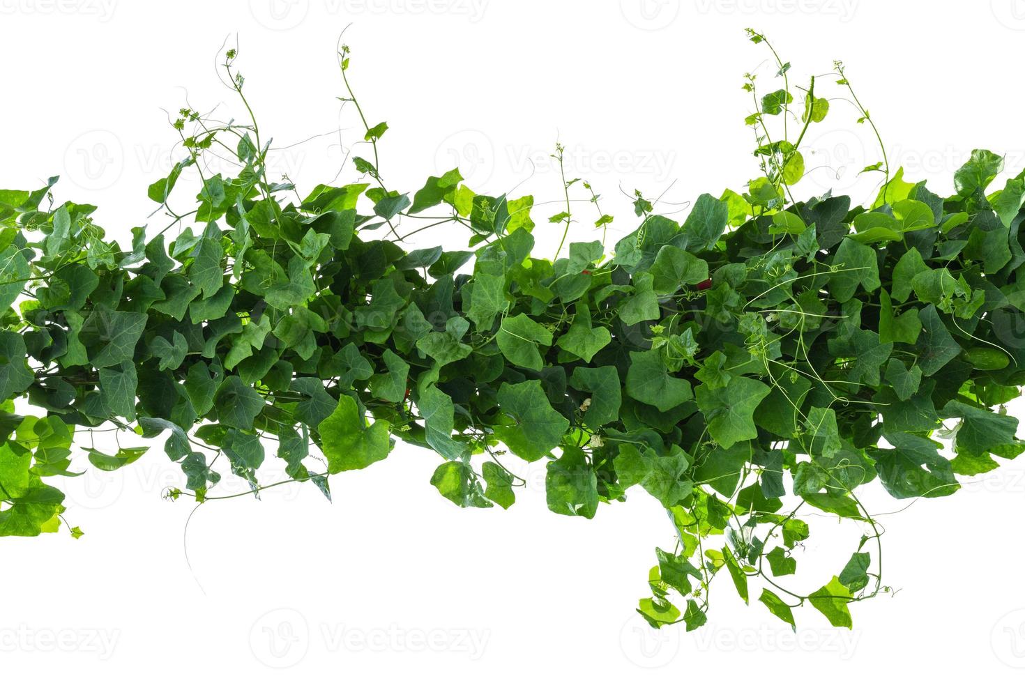 vine plant isolated on white background. Clipping path photo