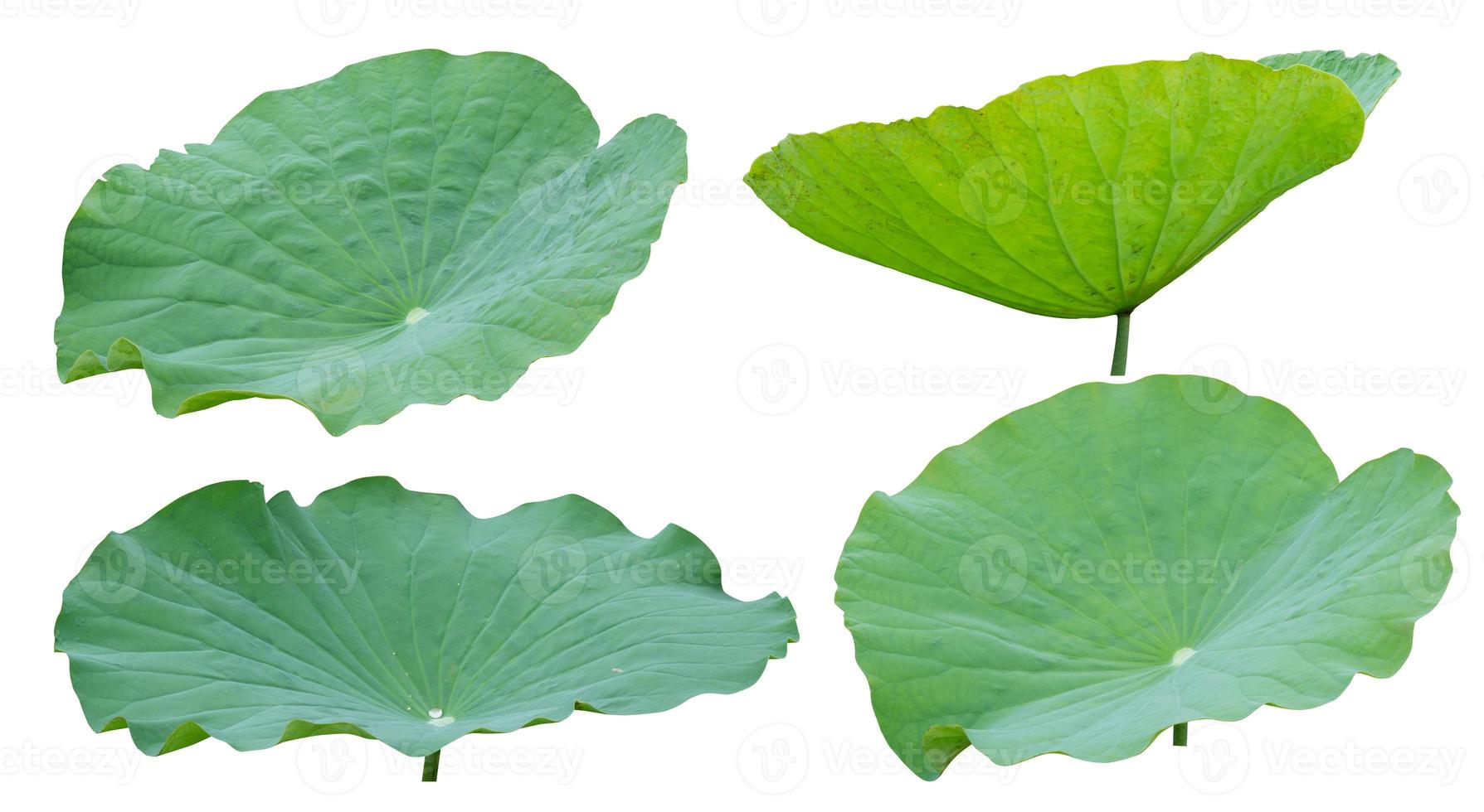 Lotus leaf isolated on white background, Clipping path photo