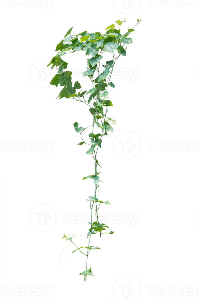 vine plants isolate on white background 8938219 Stock Photo at Vecteezy