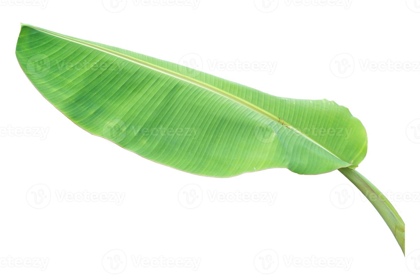 banana leaf on white background, Clipping path photo