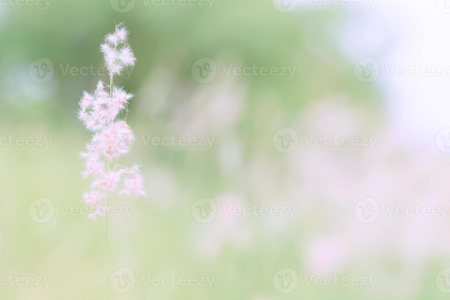Flower grass blurred in outdoor, vintage background photo