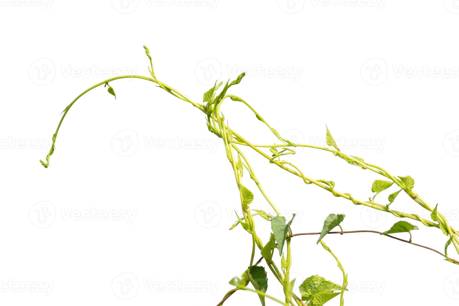 vine plants isolate on white background 8938225 Stock Photo at Vecteezy
