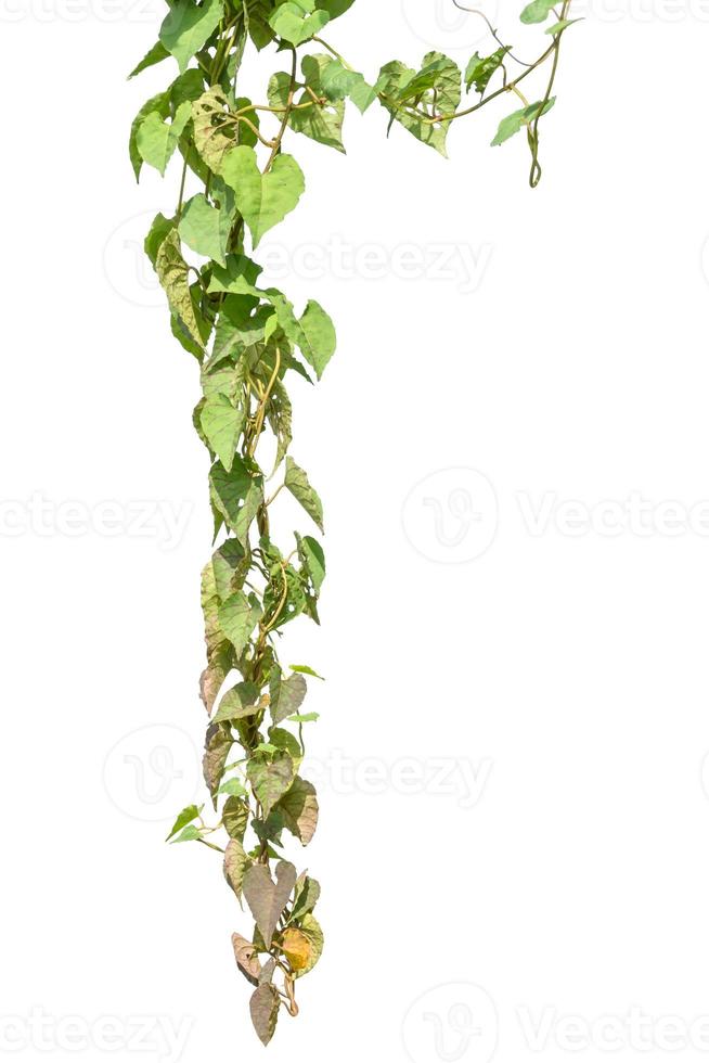 vine plants isolate on white background 8938226 Stock Photo at Vecteezy