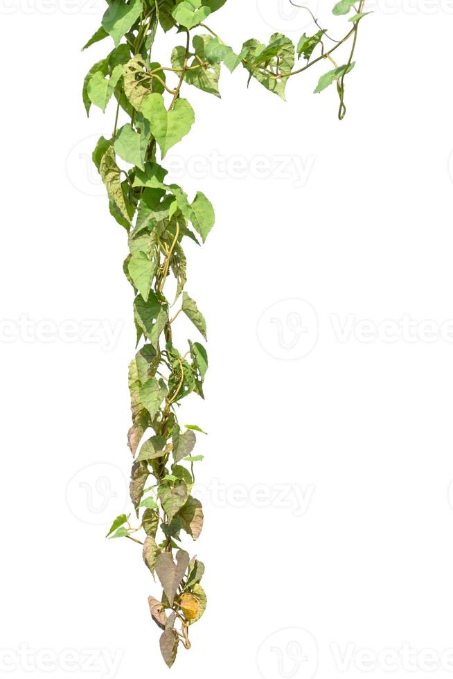 vine plants isolate on white background photo