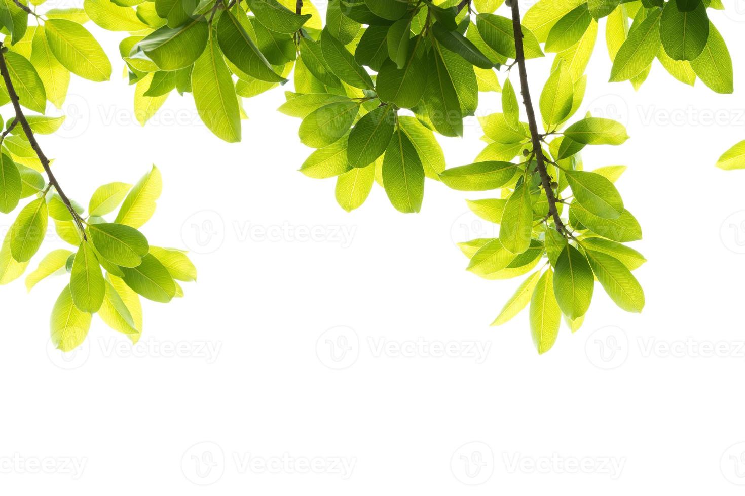 Leaf green background photo