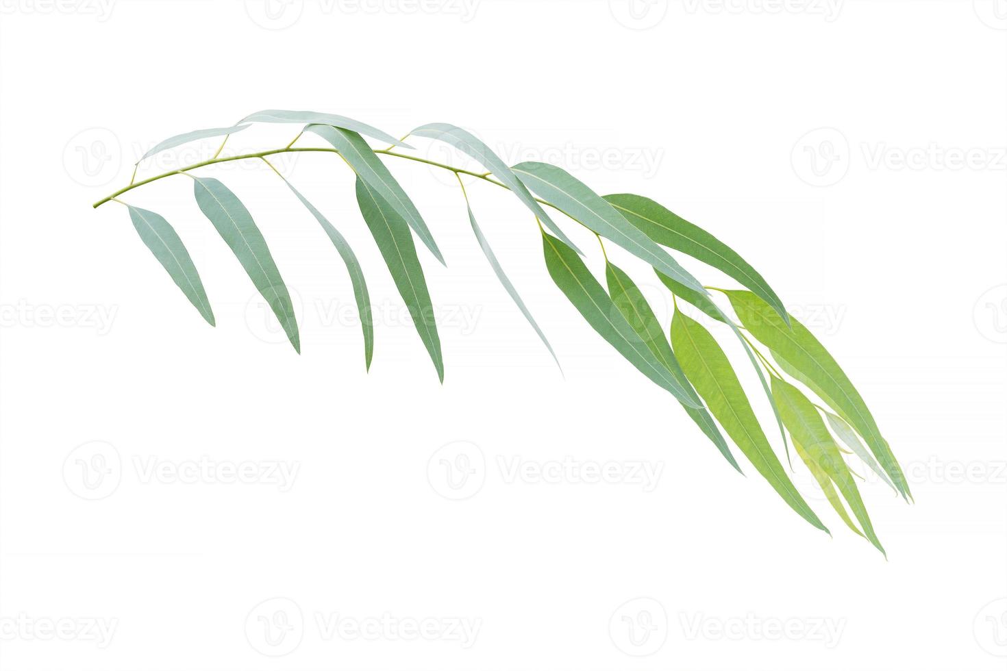 eucalyptus branch isolated on white background with clipping path photo