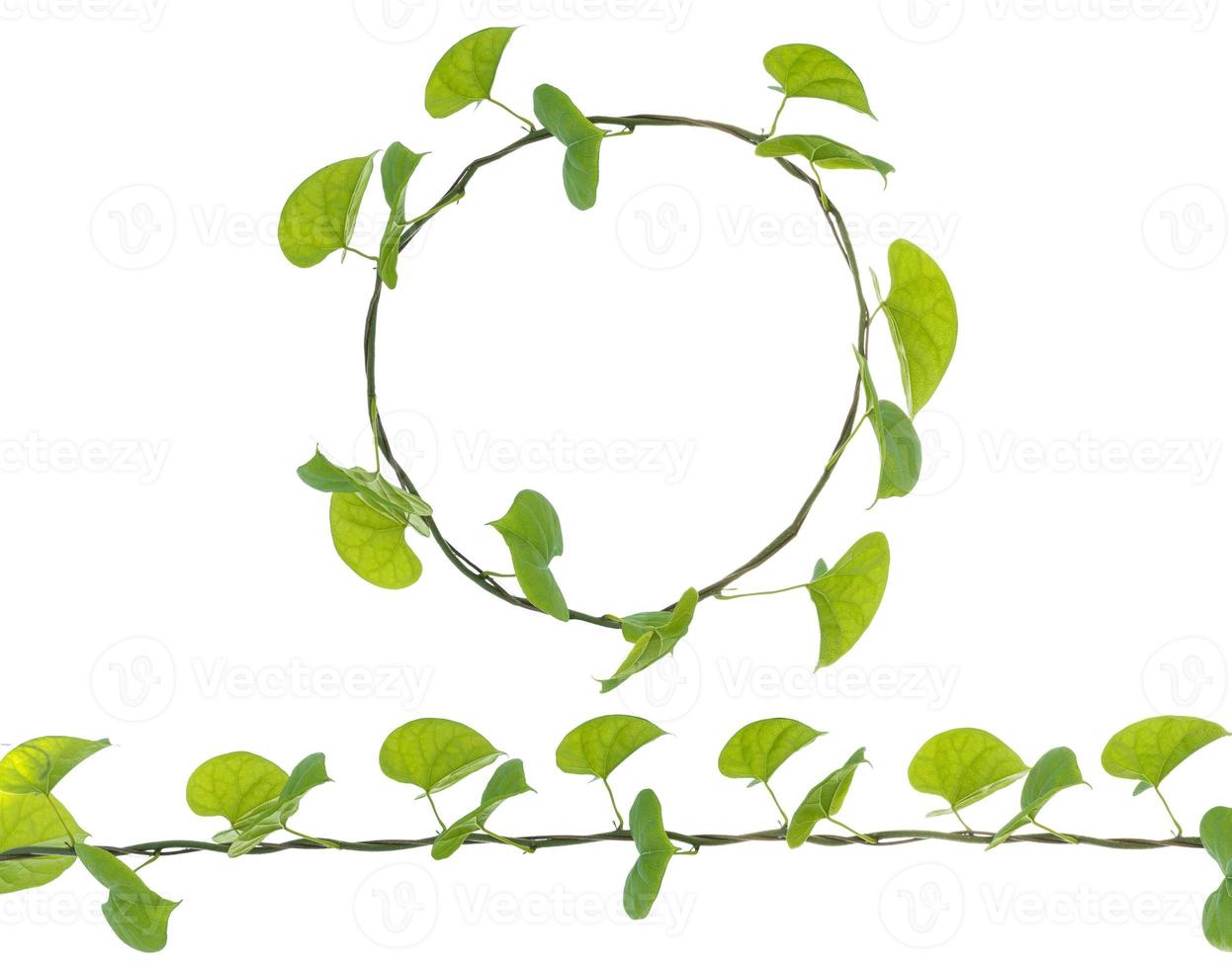 Vine Branch with leaves on white background photo