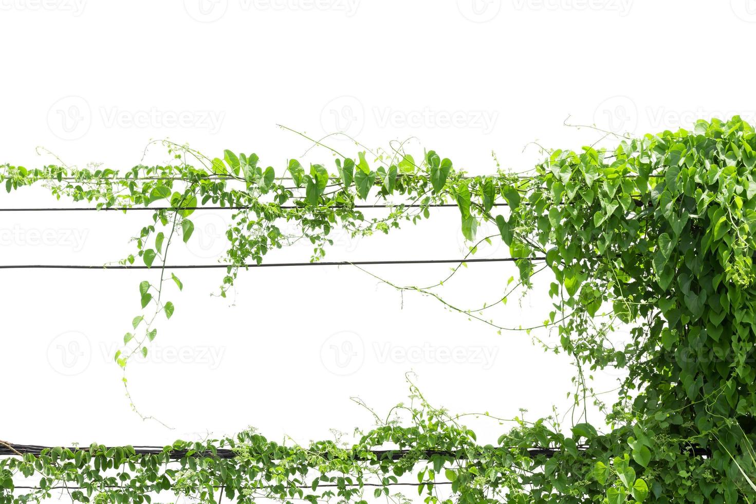 Vines on poles photo