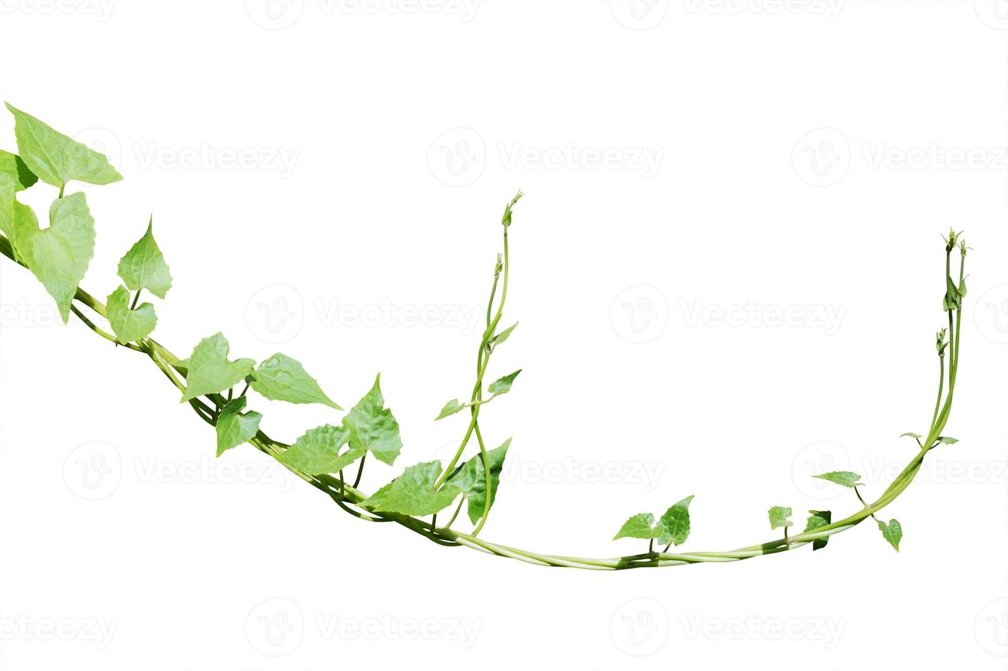 vine plants isolate on white background photo
