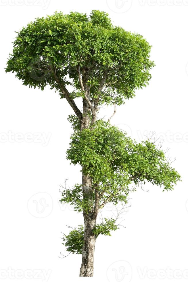 Tree isolated on white background. Object tree for design photo
