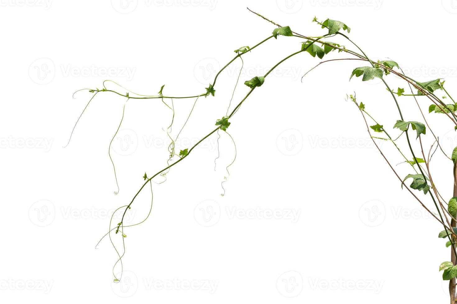 rama de vid, hojas de vid sobre fondo blanco foto
