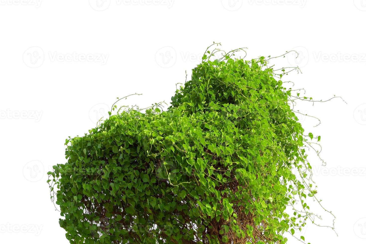 Vine Branch, Vine leaves on white background photo