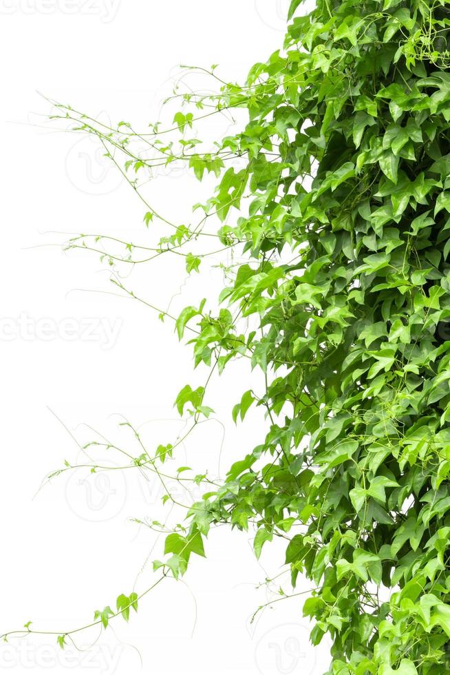 Vine Branch, Vine leaves on white background photo