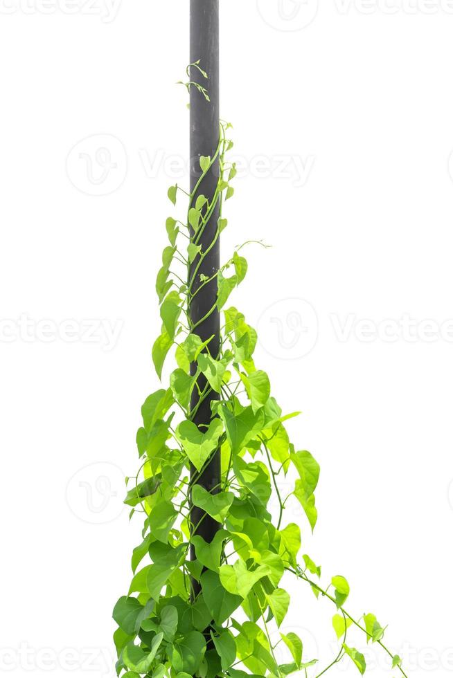 vine plants isolate on white background 8938632 Stock Photo at Vecteezy