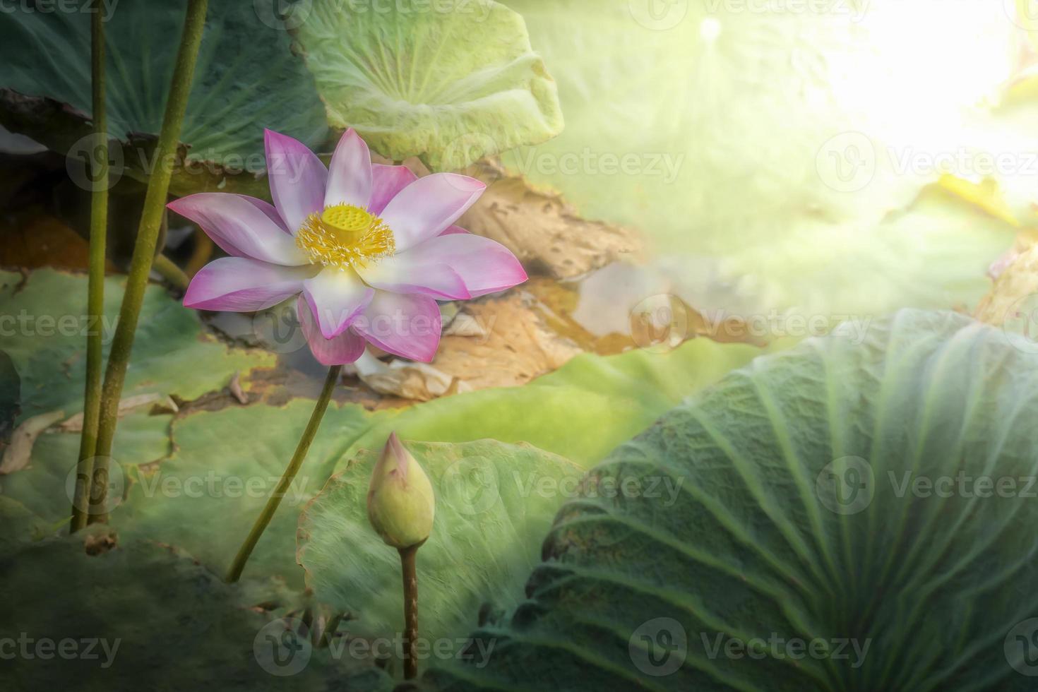 flor de loto con luz solar en la naturaleza foto