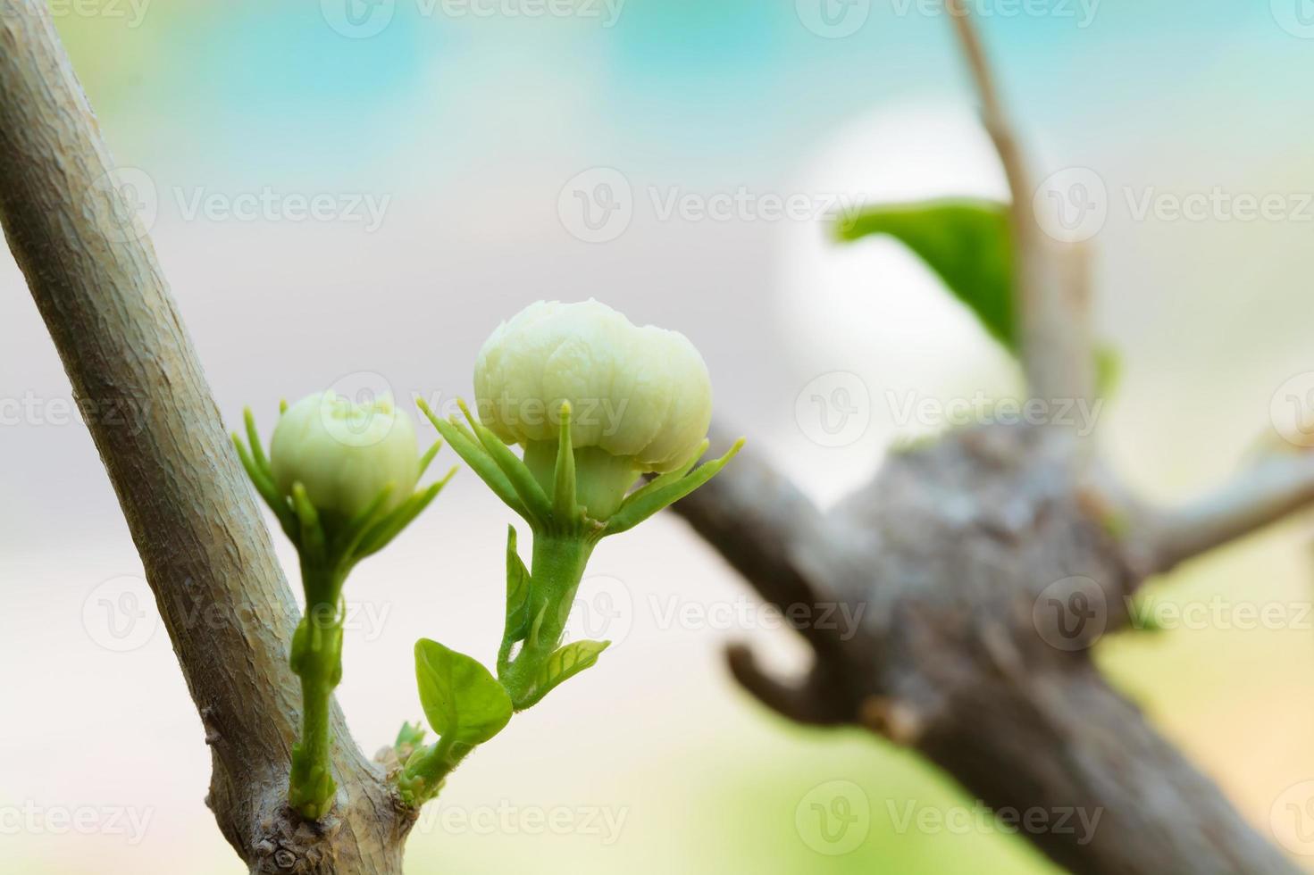 planta de flor de jazmín foto