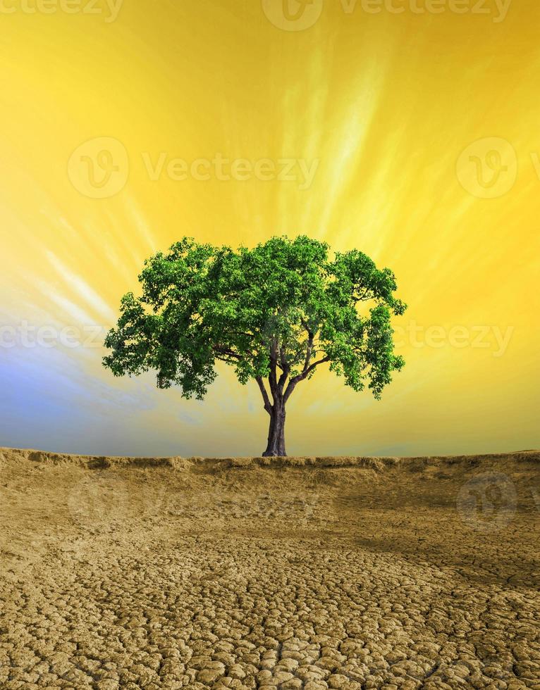 árbol en suelo agrietado, terreno desértico de la tierra con el fondo del cielo dorado foto