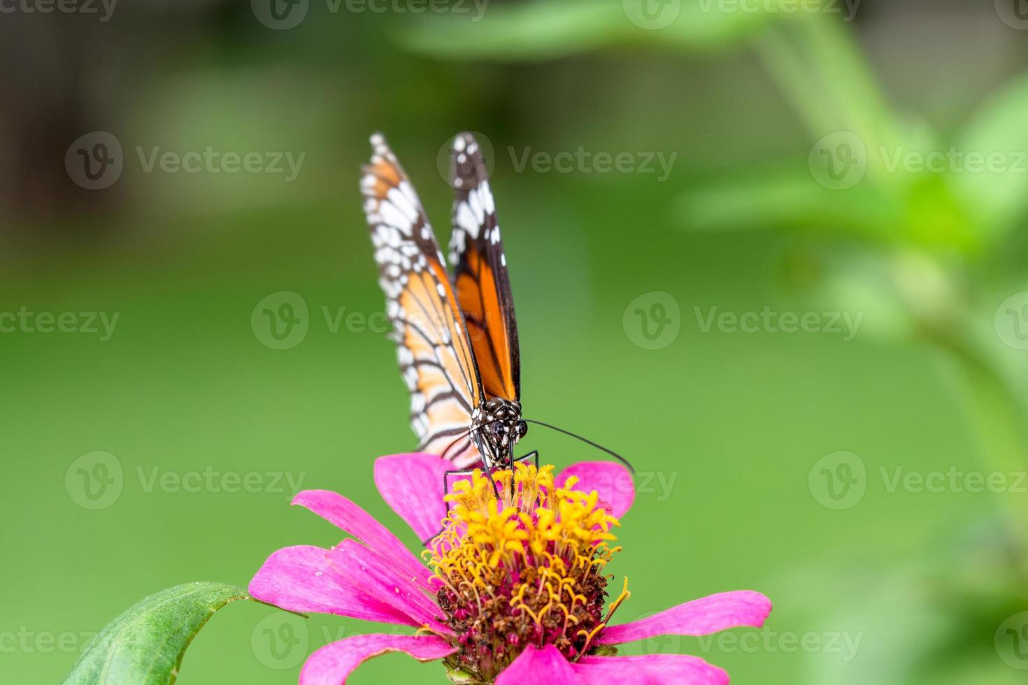 butterfly on flower photo