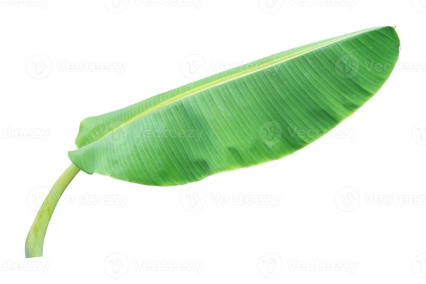 banana leaf on white background, Clipping path photo