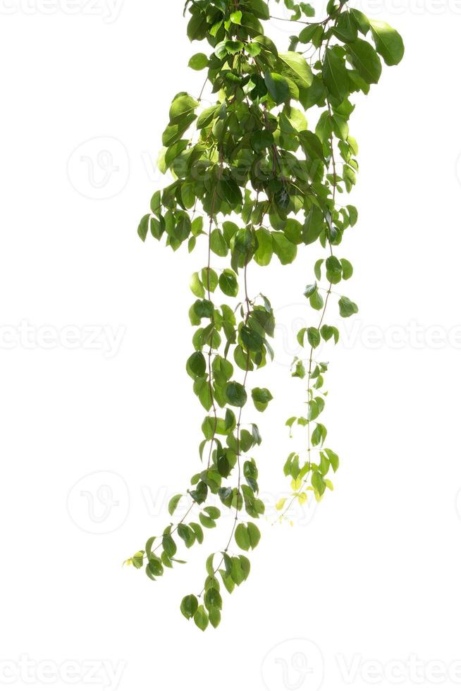 Vine plants, ivy plants isolated on white background photo